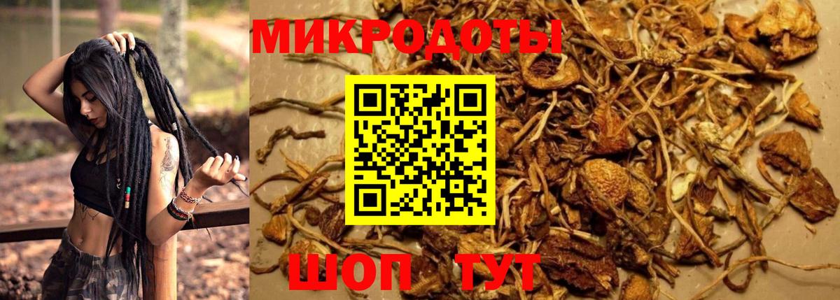 Псилоцибиновые грибы Cubensis Кондопога